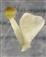  Petal and Stamen